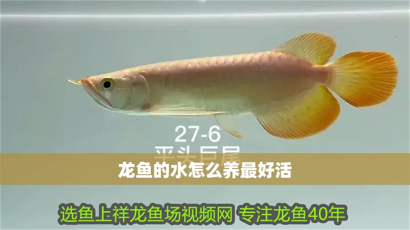 龍魚的水怎么養最好活