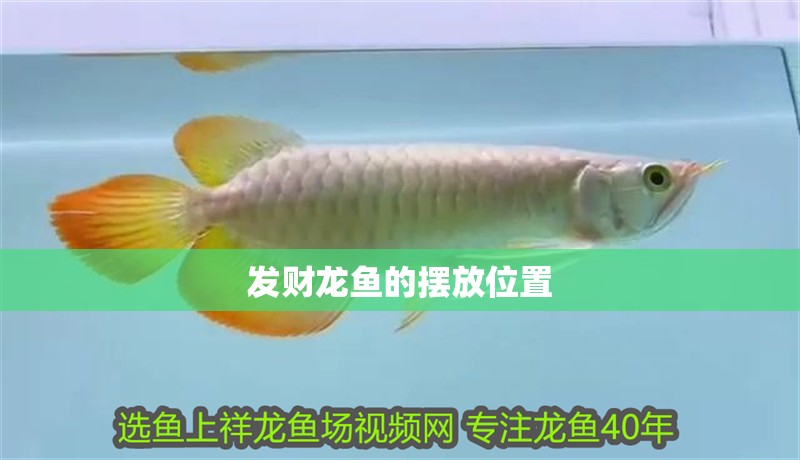 發財龍魚的擺放位置 龍魚百科 第2張 發財龍魚的擺放位置 發財龍魚的擺放位置 龍魚百科 第2張