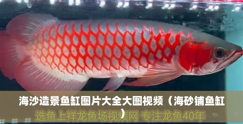 海沙造景魚缸圖片大全大圖視頻（海砂鋪魚缸）
