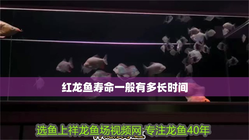 紅龍魚壽命一般有多長(zhǎng)時(shí)間