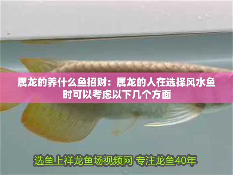 屬龍的養(yǎng)什么魚(yú)招財(cái)：屬龍的人在選擇風(fēng)水魚(yú)時(shí)可以考慮以下幾個(gè)方面