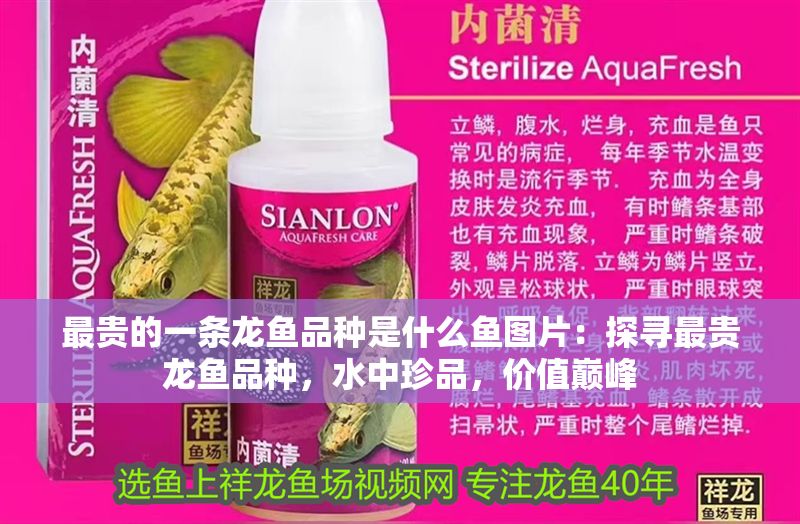 最貴的一條龍魚品種是什么魚圖片：探尋最貴龍魚品種，水中珍品，價值巔峰