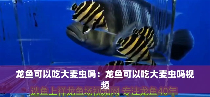 龍魚可以吃大麥蟲嗎：龍魚可以吃大麥蟲嗎視頻