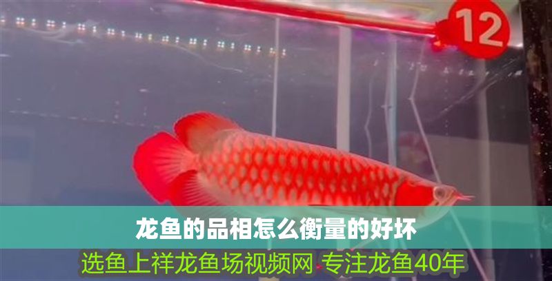 龍魚的品相怎么衡量的好壞