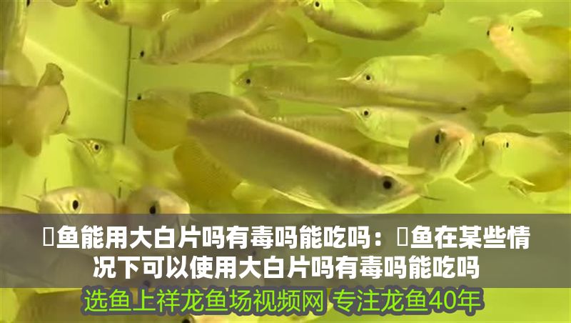 魟魚能用大白片嗎有毒嗎能吃嗎：魟魚在某些情況下可以使用大白片嗎有毒嗎能吃嗎