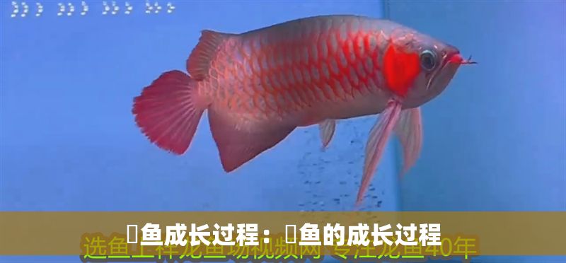 魟魚成長過程：魟魚的成長過程