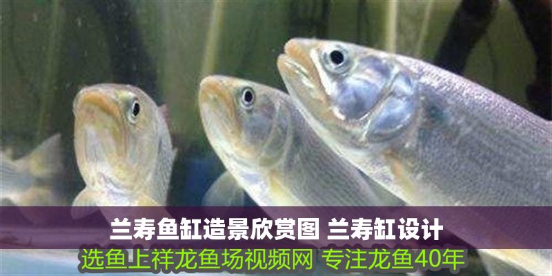 蘭壽魚缸造景欣賞圖 蘭壽缸設(shè)計(jì)