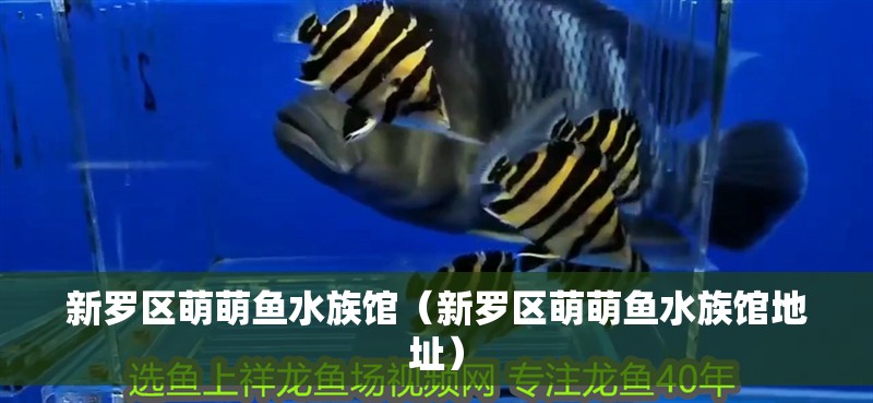 新羅區萌萌魚水族館（新羅區萌萌魚水族館地址） 新羅區萌萌魚水族館（新羅區萌萌魚水族館地址） 全國水族館企業名錄 第1張