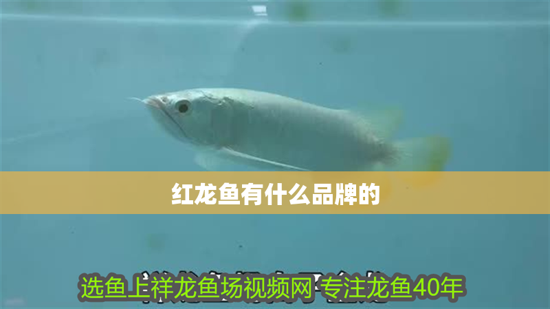 紅龍魚有什么品牌的 紅龍魚有什么品牌的 龍魚百科 第1張