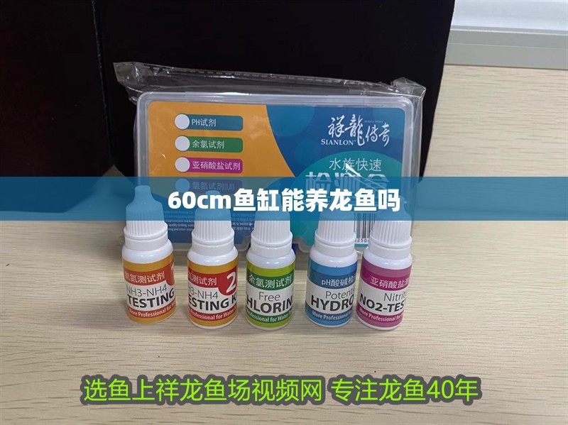 60cm魚缸能養龍魚嗎 60cm魚缸能養龍魚嗎 龍魚百科 第1張