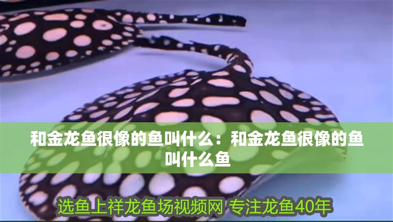 和金龍魚很像的魚叫什么：和金龍魚很像的魚叫什么魚 和金龍魚很像的魚叫什么：和金龍魚很像的魚叫什么魚 水族問答