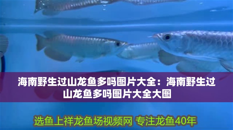 <strong><mark>海南</mark></strong>野生過山龍魚多嗎圖片大全：<strong><mark>海南</mark></strong>野生過山龍魚多嗎圖片大全大圖
