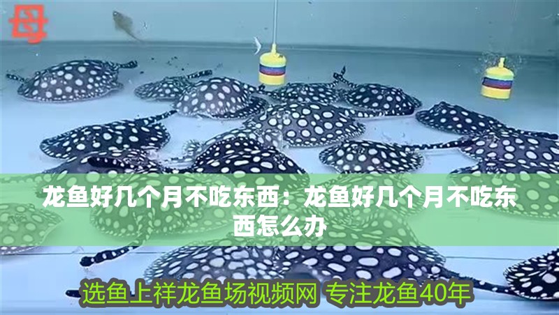 魚缸 龍魚好幾個月不吃東西:龍魚好幾個月不吃東西怎么辦 水族問答 龍魚好幾個月不吃東西:龍魚好幾個月不吃東西怎么辦 龍魚好幾個月不吃東西:龍魚好幾個月不吃東西怎么辦 水族問答