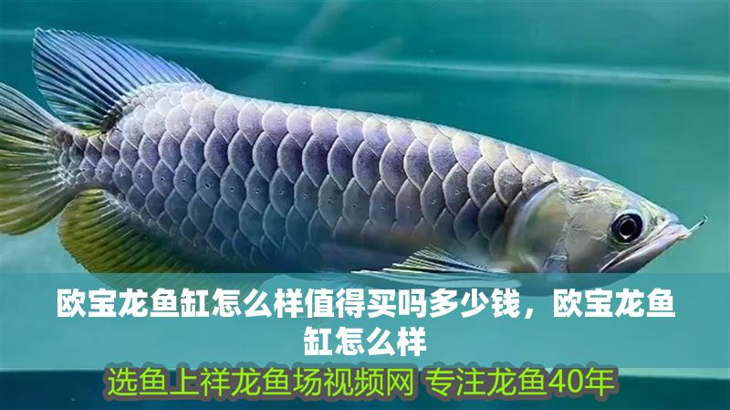 歐寶龍魚缸怎么樣值得買嗎多少錢，歐寶龍魚缸怎么樣