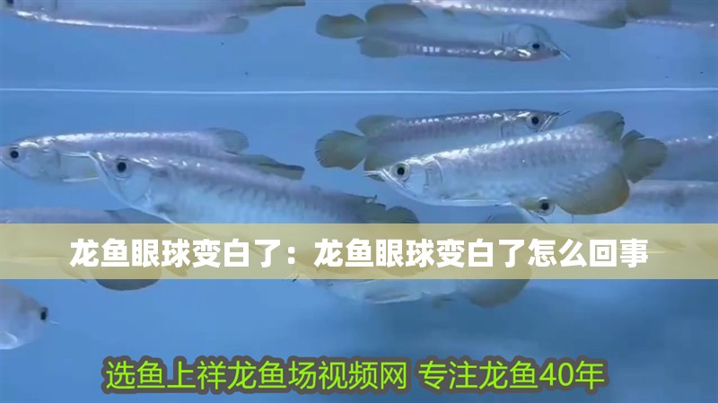 龍魚眼球變白了：龍魚眼球變白了怎么回事