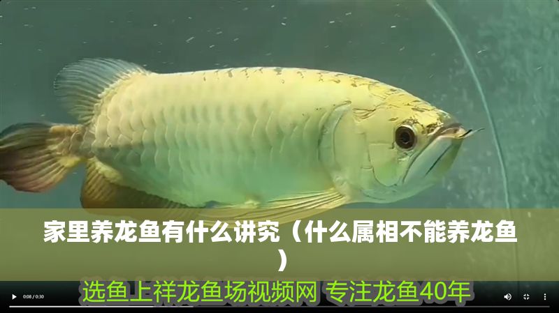 家里養龍魚有什么講究（什么屬相不能養龍魚）