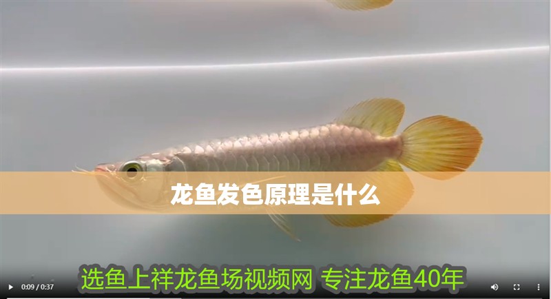龍魚發色原理是什么 龍魚百科 第2張 龍魚發色原理是什么 龍魚發色原理是什么 龍魚百科 第2張