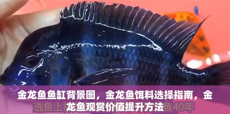 金龍魚魚缸背景圖，金龍魚餌料選擇指南，金龍魚觀賞價(jià)值提升方法