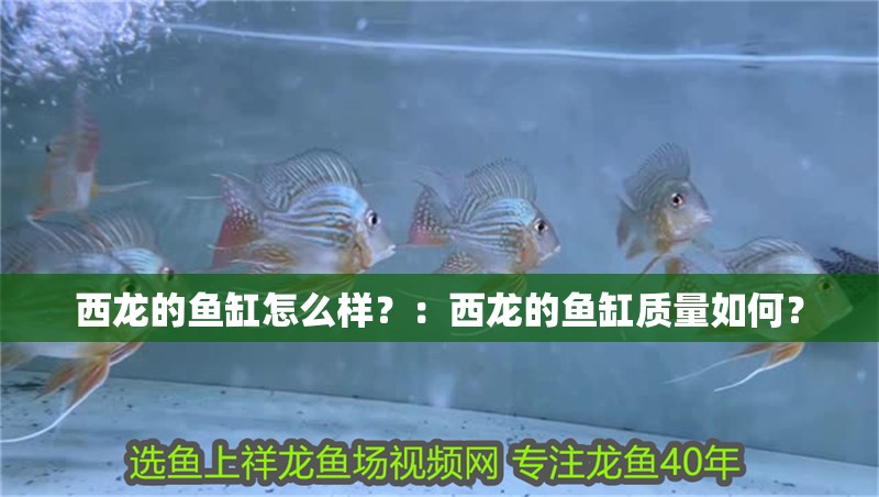 西龍的魚缸怎么樣？：西龍的魚缸質(zhì)量如何？ 西龍的魚缸怎么樣？：西龍的魚缸質(zhì)量如何？ 魚缸百科