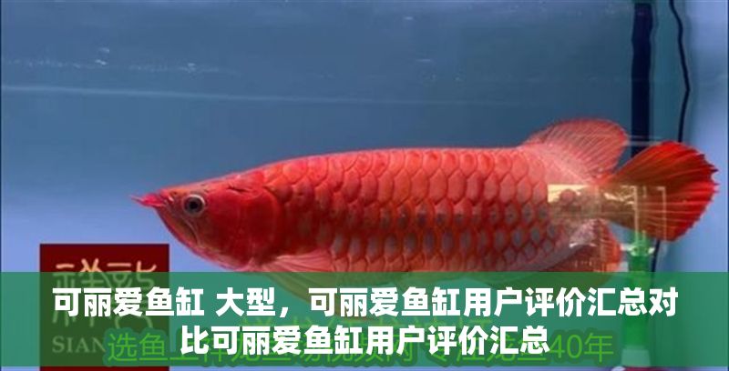 可麗愛魚缸 大型，可麗愛魚缸用戶評(píng)價(jià)匯總對(duì)比可麗愛魚缸用戶評(píng)價(jià)匯總