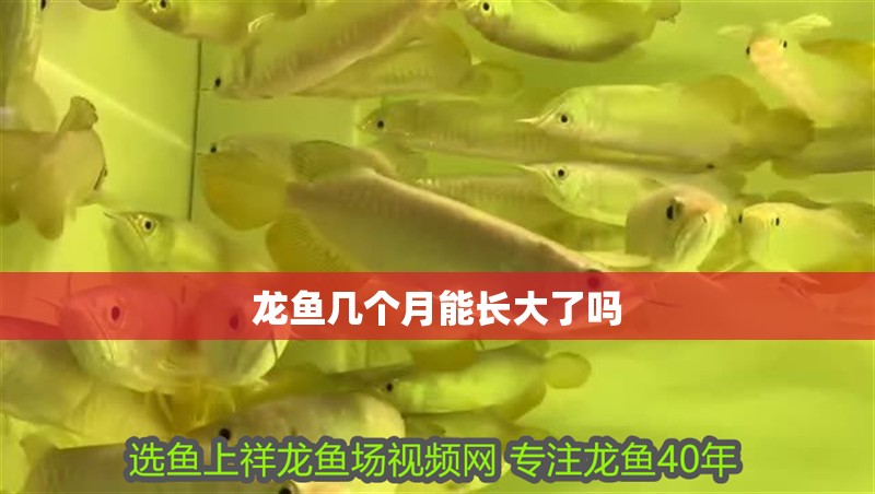 龍魚幾個月能長大了嗎