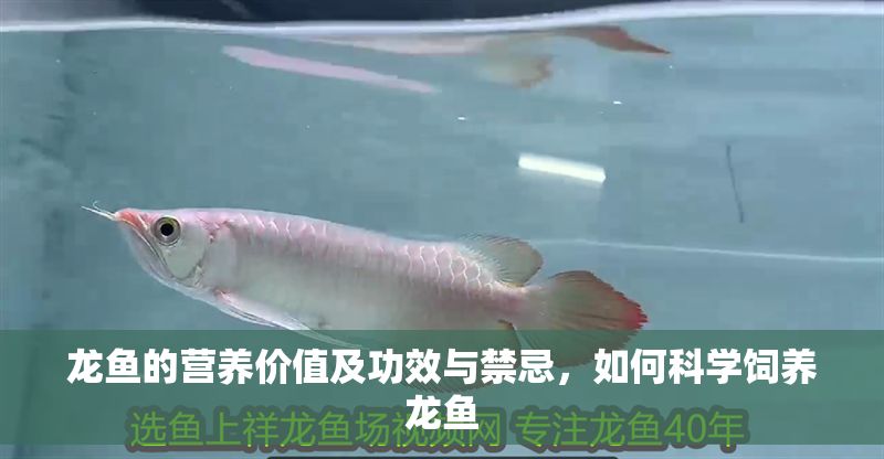 龍魚的營養價值及功效與禁忌，如何科學飼養龍魚