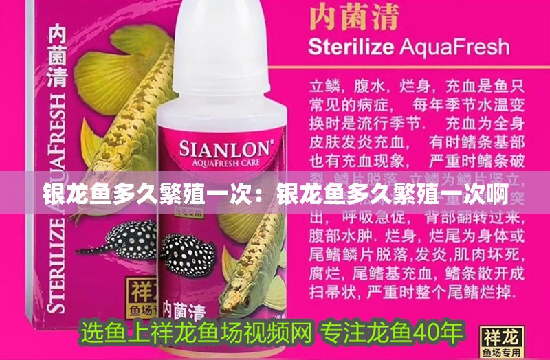 銀龍魚多久繁殖一次：銀龍魚多久繁殖一次啊