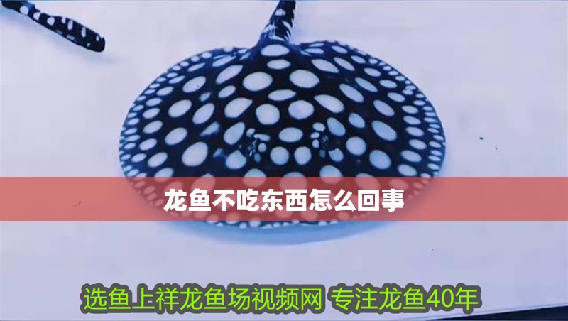 龍魚不吃東西怎么回事