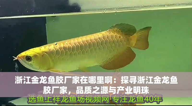 <strong><mark>浙江</mark></strong>金龍魚膠廠家在哪里啊：探尋<strong><mark>浙江</mark></strong>金龍魚膠廠家，品質之源與產業明珠