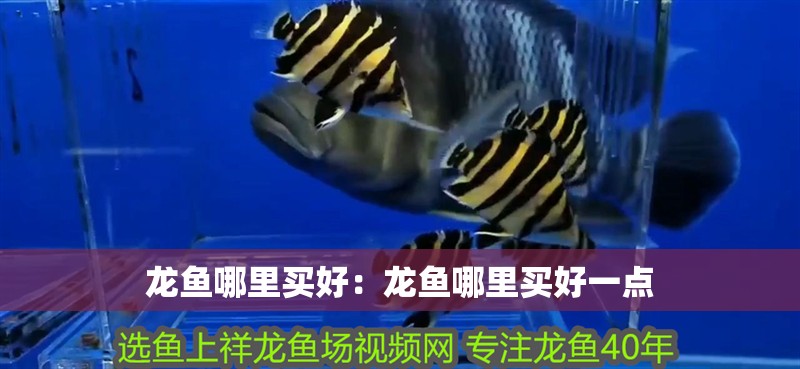 龍魚哪里買好：龍魚哪里買好一點