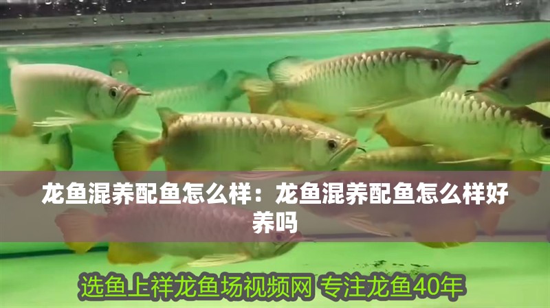 龍魚混養配魚怎么樣：龍魚混養配魚怎么樣好養嗎