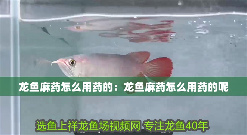 龍魚麻藥怎么用藥的：龍魚麻藥怎么用藥的呢