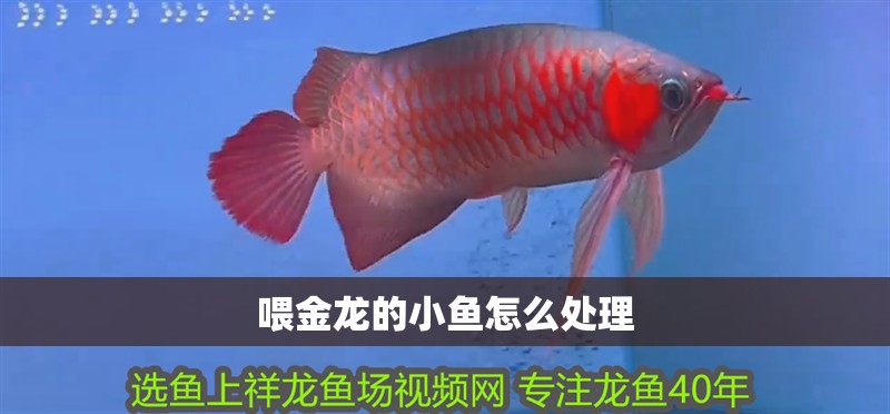 喂金龍的小魚怎么處理