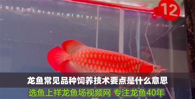 龍魚常見(jiàn)品種飼養(yǎng)技術(shù)要點(diǎn)是什么意思