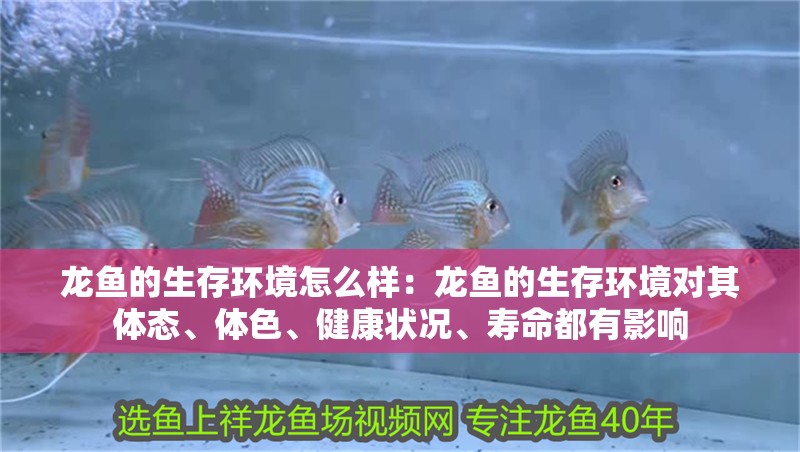 龍魚的生存環境怎么樣：龍魚的生存環境對其體態、體色、健康狀況、壽命都有影響