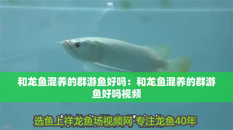 和龍魚混養的群游魚好嗎：和龍魚混養的群游魚好嗎視頻