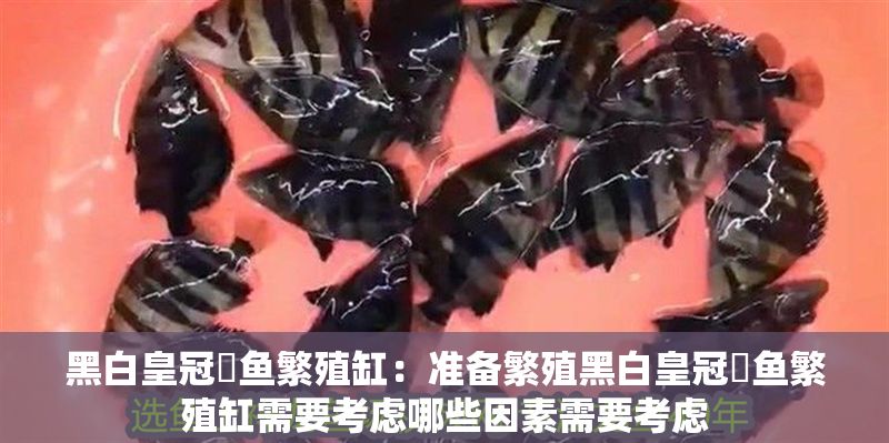 黑白皇冠魟魚繁殖缸：準備繁殖黑白皇冠魟魚繁殖缸需要考慮哪些因素需要考慮