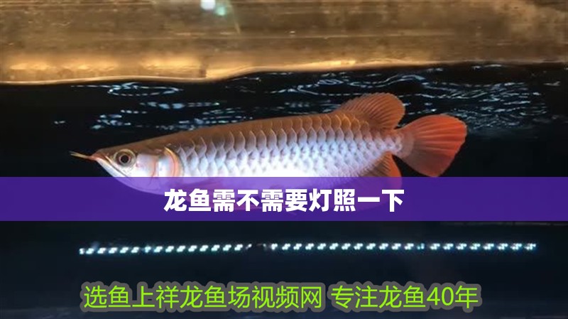 龍魚(yú)需不需要燈照一下 龍魚(yú)需不需要燈照一下 龍魚(yú)百科 第2張