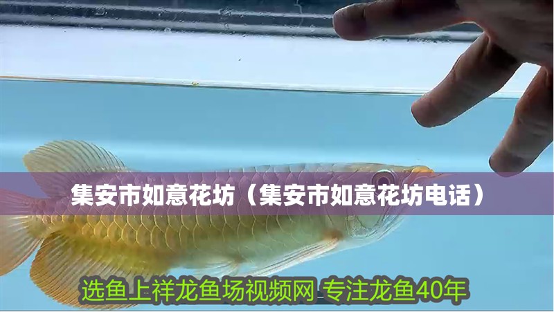 集安市如意花坊(集安市如意花坊電話) 全國水族館企業名錄 第1張 集安市如意花坊(集安市如意花坊電話) 集安市如意花坊(集安市如意花坊電話) 全國水族館企業名錄 第1張