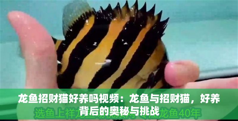 龍魚招財貓好養嗎視頻：龍魚與招財貓，好養背后的奧秘與挑戰