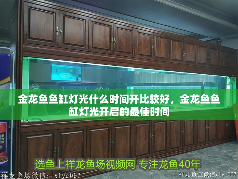 金龍魚魚缸燈光什么時間開比較好，金龍魚魚缸燈光開啟的最佳時間 金龍魚魚缸燈光什么時間開比較好，金龍魚魚缸燈光開啟的最佳時間 魚缸百科 第2張