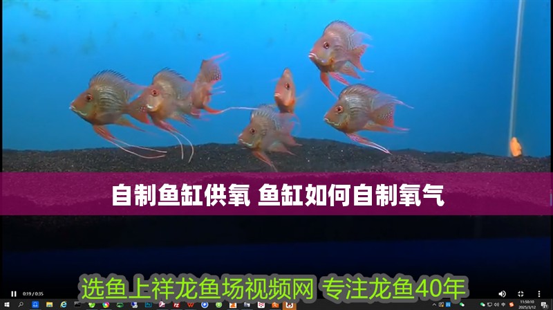 自制魚缸供氧 魚缸如何自制氧氣