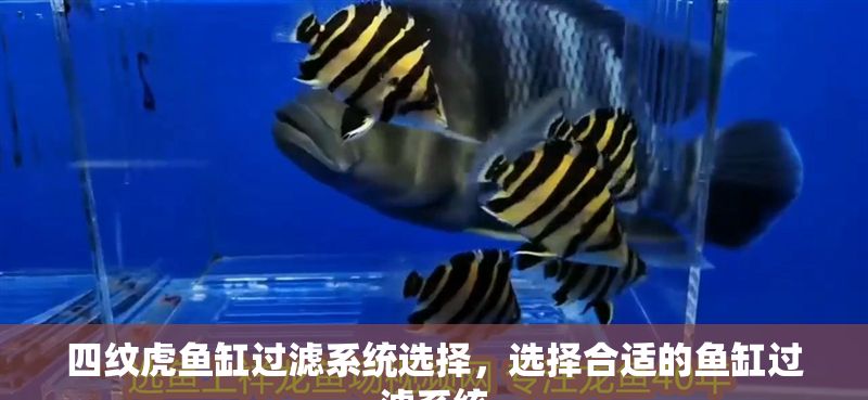 四紋虎魚缸過濾系統(tǒng)選擇，選擇合適的魚缸過濾系統(tǒng)