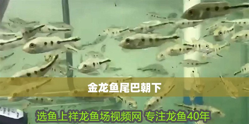 金龍魚尾巴朝下