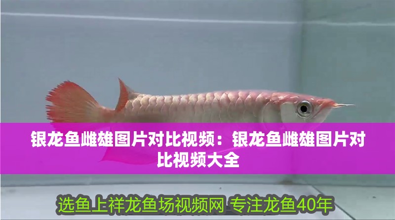 銀龍魚雌雄圖片對比視頻：銀龍魚雌雄圖片對比視頻大全