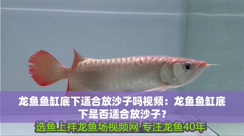 龍魚魚缸底下適合放沙子嗎視頻：龍魚魚缸底下是否適合放沙子？