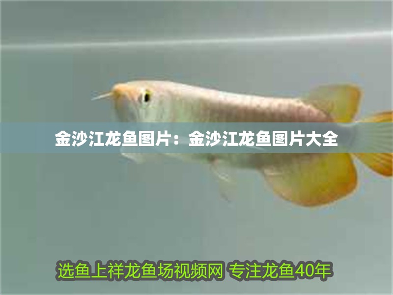 金沙江龍魚圖片：金沙江龍魚圖片大全