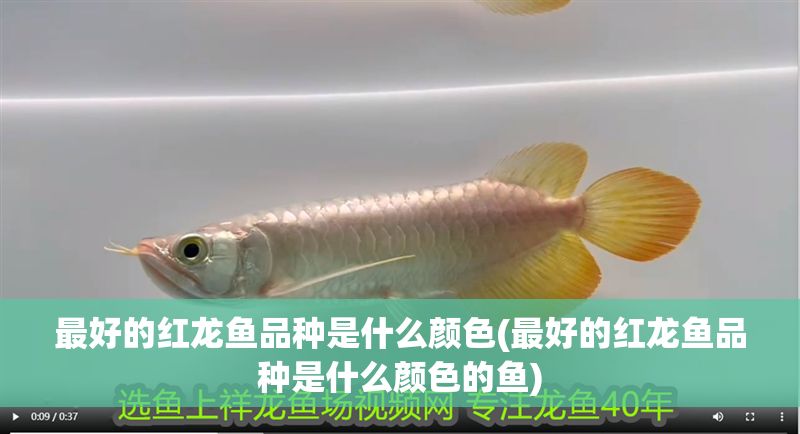 最好的紅龍魚品種是什么顏色(最好的紅龍魚品種是什么顏色的魚)