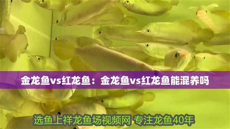 金龍魚(yú)vs紅龍魚(yú)：金龍魚(yú)vs紅龍魚(yú)能混養(yǎng)嗎