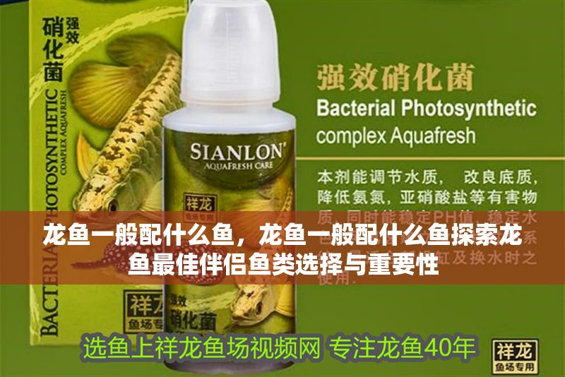 龍魚一般配什么魚，龍魚一般配什么魚探索龍魚最佳伴侶魚類選擇與重要性